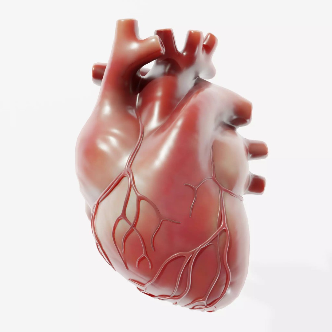 Human Heart 3D Model – Low Poly Medical Asset, PBR Textures, FBX - View 2