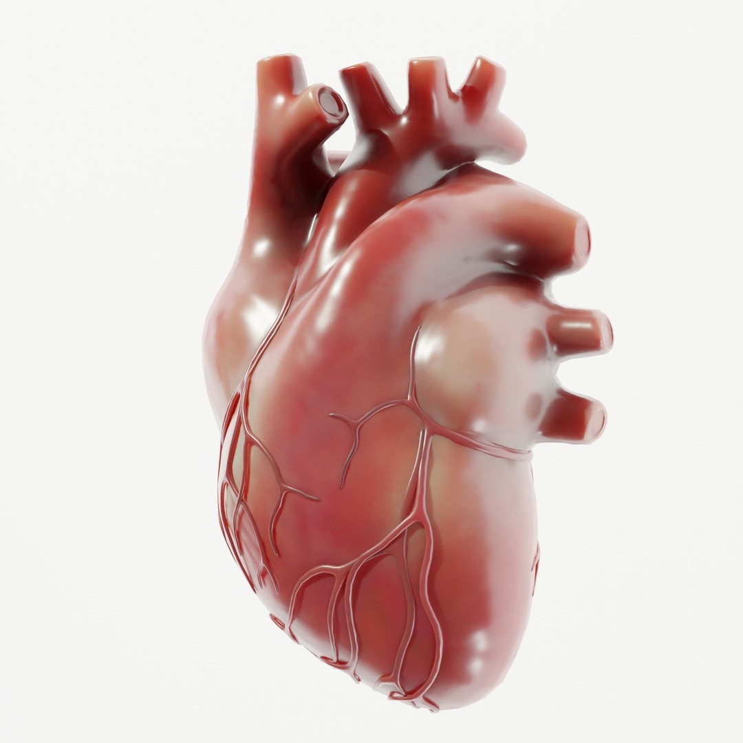 Human Heart 3D Model – Low Poly Medical Asset, PBR Textures, FBX - View 3