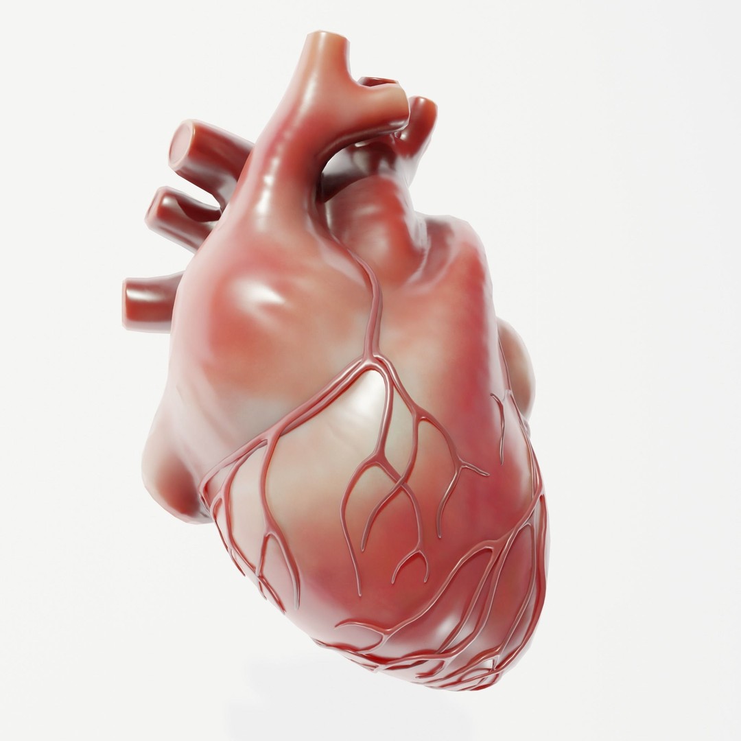 Human Heart 3D Model – Low Poly Medical Asset, PBR Textures, FBX - View 4