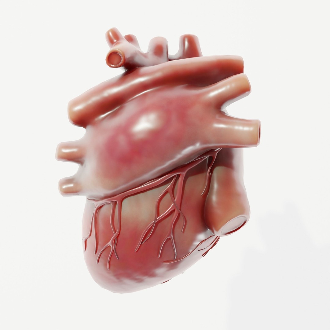 Human Heart 3D Model – Low Poly Medical Asset, PBR Textures, FBX - View 5