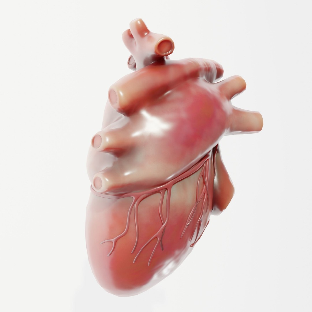 Human Heart 3D Model – Low Poly Medical Asset, PBR Textures, FBX - View 6