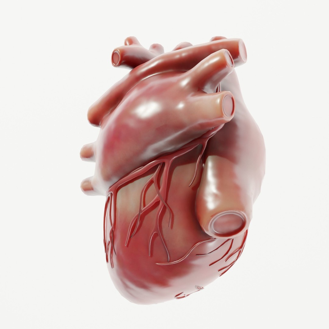 Human Heart 3D Model – Low Poly Medical Asset, PBR Textures, FBX - View 7