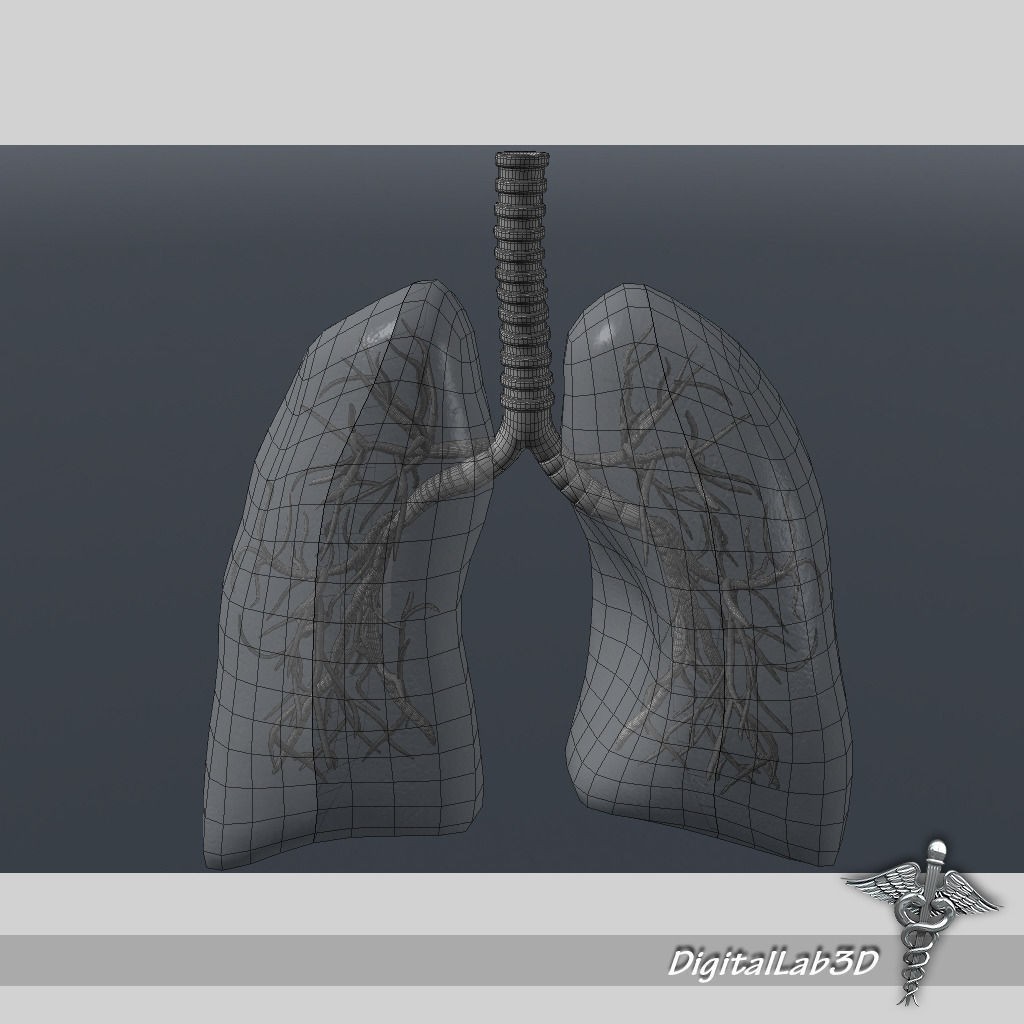 Human Lungs Anatomy 3D Model – Medical Visualization, FBX, OBJ