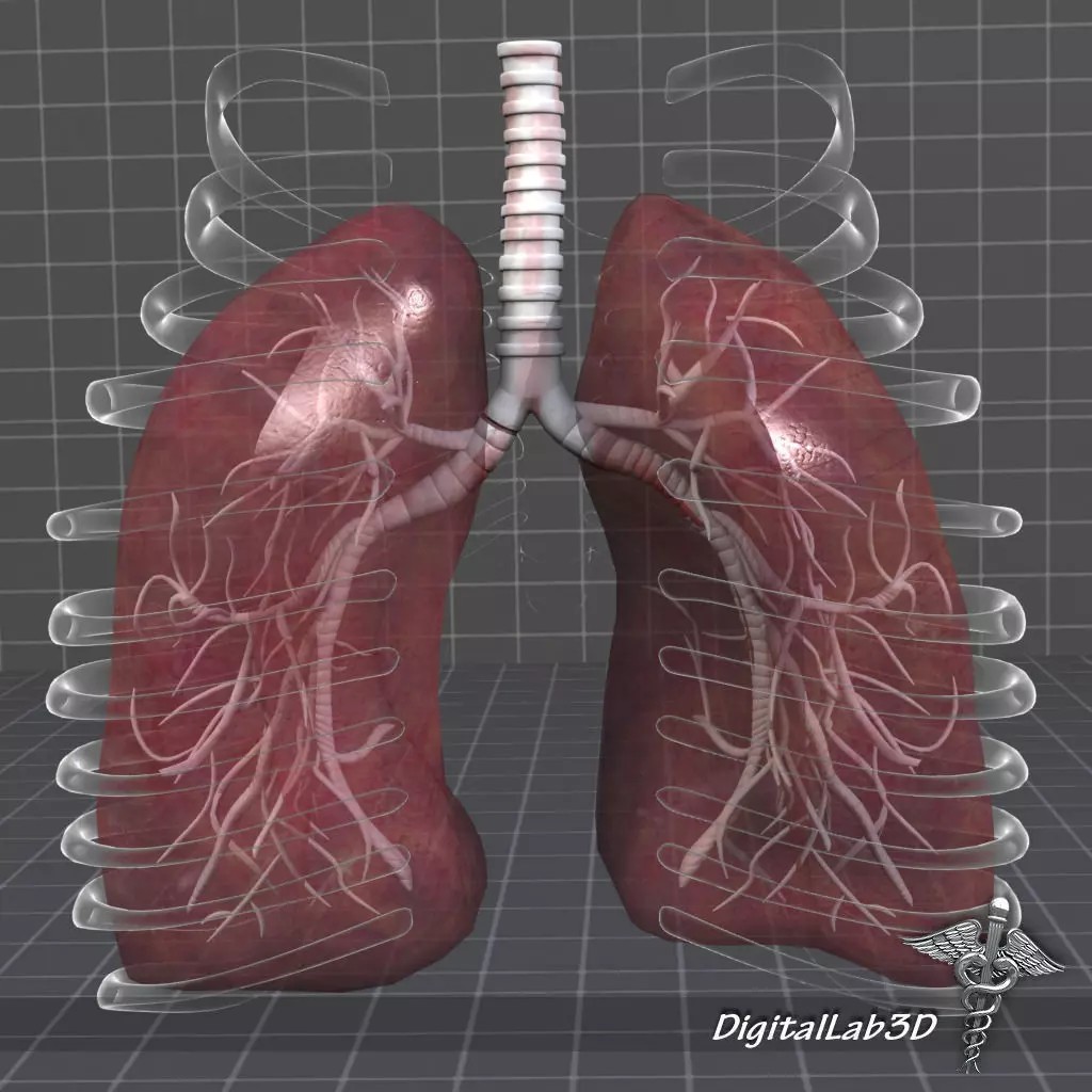 Human Lungs Anatomy 3D Model – Medical Visualization, FBX, OBJ - View 2