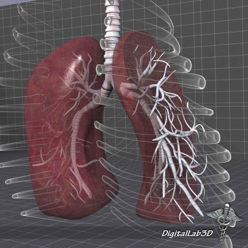 Human Lungs Anatomy 3D Model – Medical Visualization, FBX, OBJ - View 3