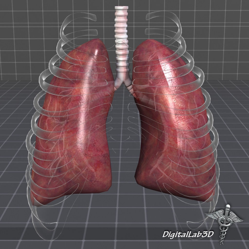 Human Lungs Anatomy 3D Model – Medical Visualization, FBX, OBJ - View 4