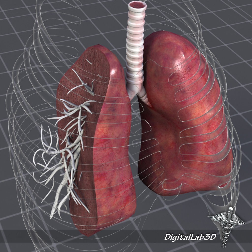 Human Lungs Anatomy 3D Model – Medical Visualization, FBX, OBJ - View 5