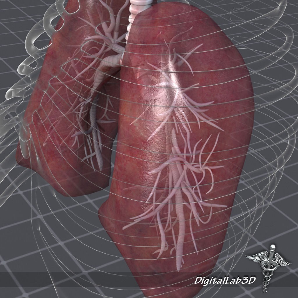 Human Lungs Anatomy 3D Model – Medical Visualization, FBX, OBJ - View 6