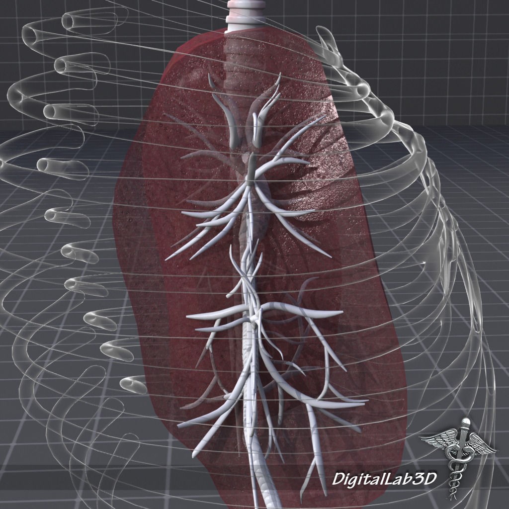 Human Lungs Anatomy 3D Model – Medical Visualization, FBX, OBJ - View 7