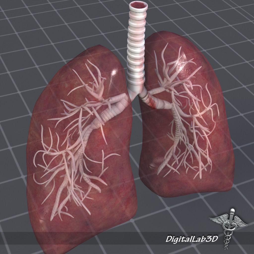 Human Lungs Anatomy 3D Model – Medical Visualization, FBX, OBJ - View 8