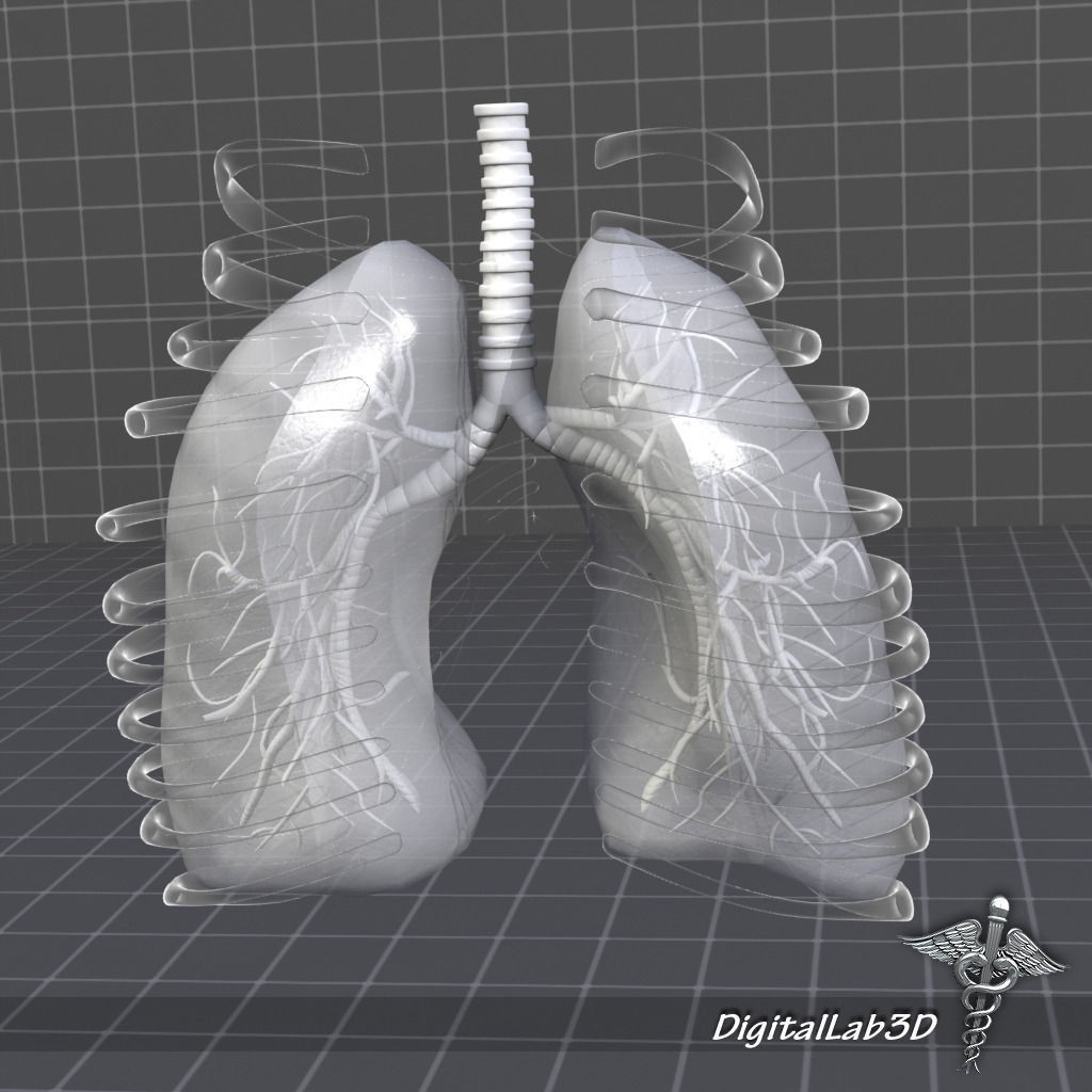 Human Lungs Anatomy 3D Model – Medical Visualization, FBX, OBJ - View 9