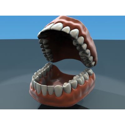 Human Teeth Anatomy 3D Model – Real-World Scale, 3ds Max