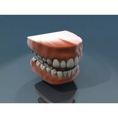 Human Teeth Anatomy 3D Model – Real-World Scale, 3ds Max - View 2