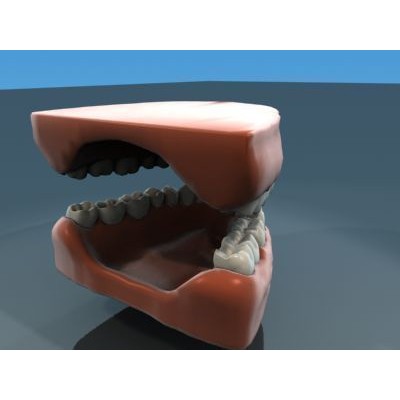 Human Teeth Anatomy 3D Model – Real-World Scale, 3ds Max - View 3