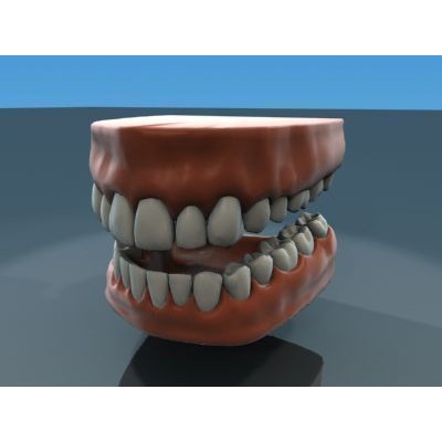 Human Teeth Anatomy 3D Model – Real-World Scale, 3ds Max - View 4