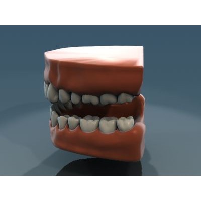 Human Teeth Anatomy 3D Model – Real-World Scale, 3ds Max - View 5