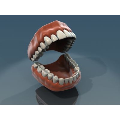 Human Teeth Anatomy 3D Model – Real-World Scale, 3ds Max - View 6