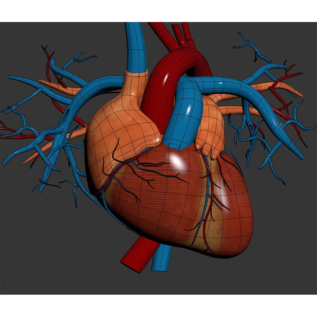 Human Male Circulatory and Lymphatic Anatomy 3D Model – Realistic PBR Textured Asset, FBX