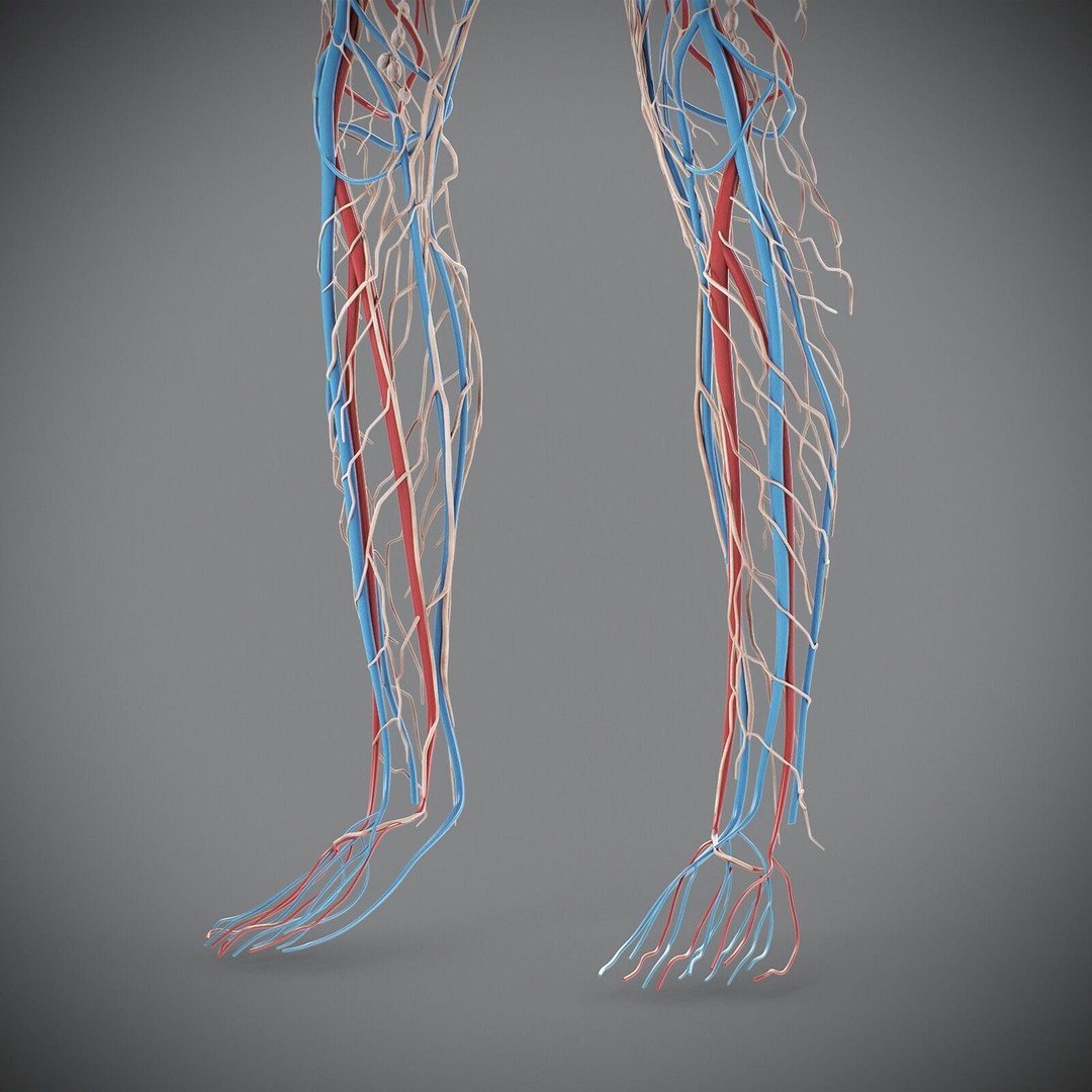Human Male Circulatory and Lymphatic Anatomy 3D Model – Realistic PBR Textured Asset, FBX - View 10