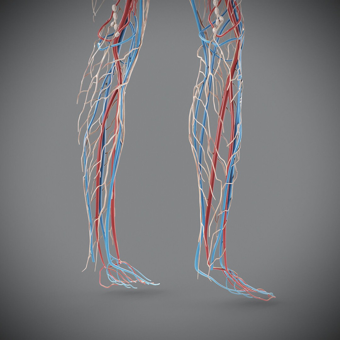 Human Male Circulatory and Lymphatic Anatomy 3D Model – Realistic PBR Textured Asset, FBX - View 11