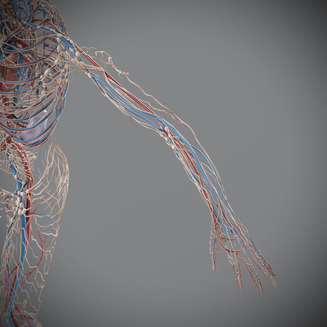 Human Male Circulatory and Lymphatic Anatomy 3D Model – Realistic PBR Textured Asset, FBX - View 12