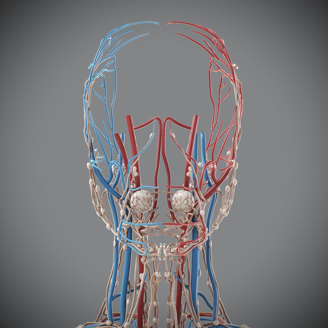 Human Male Circulatory and Lymphatic Anatomy 3D Model – Realistic PBR Textured Asset, FBX - View 13