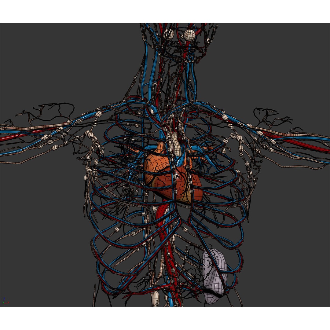 Human Male Circulatory and Lymphatic Anatomy 3D Model – Realistic PBR Textured Asset, FBX - View 14