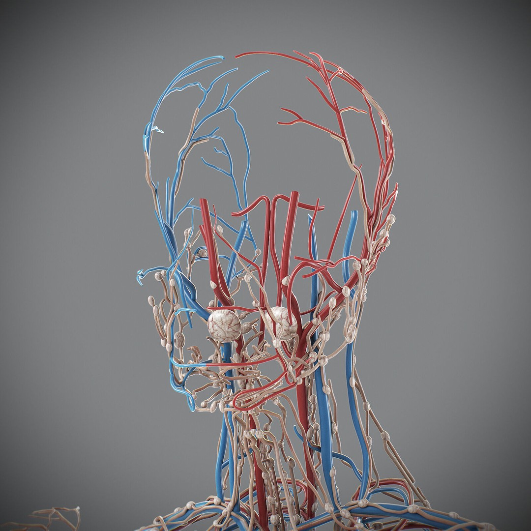 Human Male Circulatory and Lymphatic Anatomy 3D Model – Realistic PBR Textured Asset, FBX - View 15