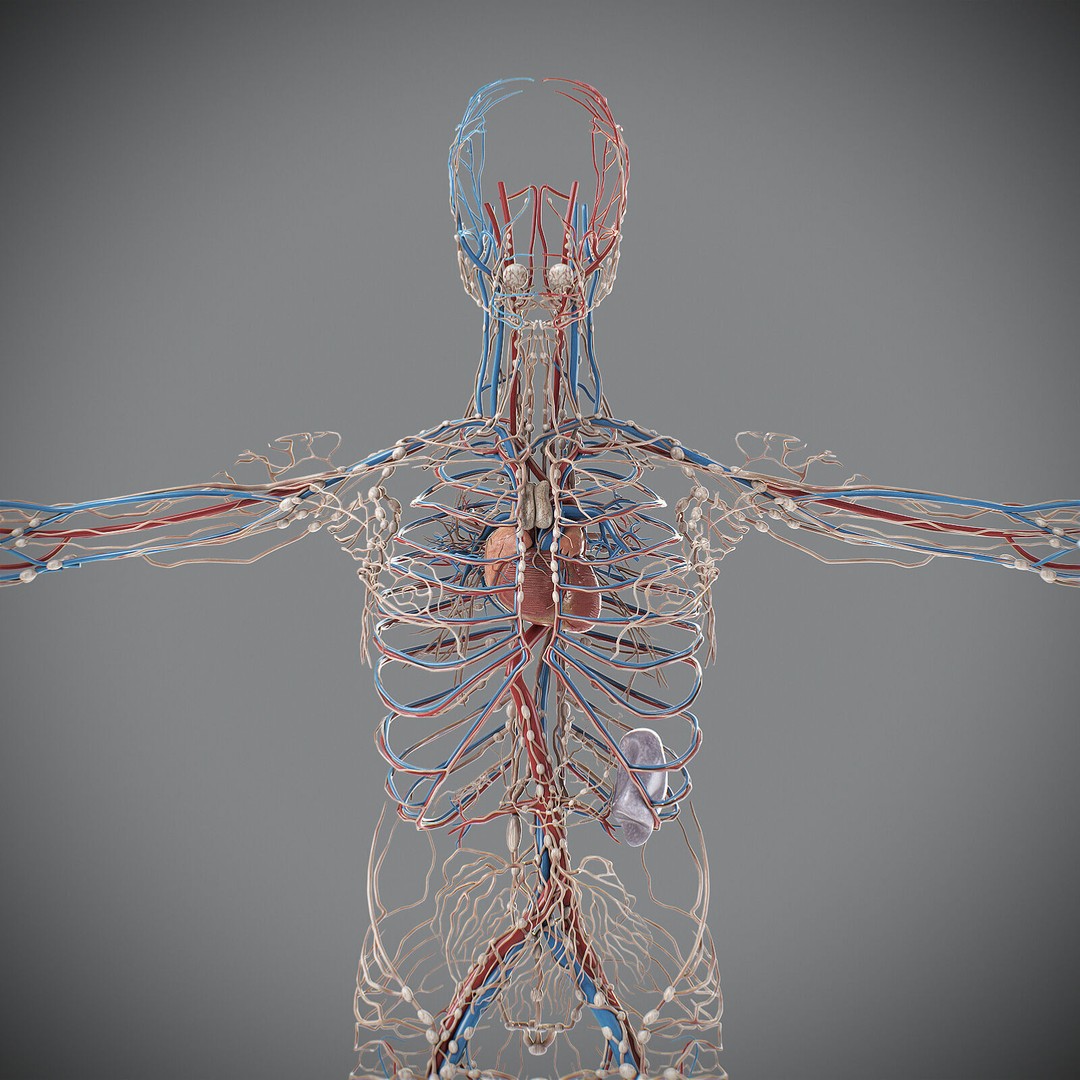 Human Male Circulatory and Lymphatic Anatomy 3D Model – Realistic PBR Textured Asset, FBX - View 16
