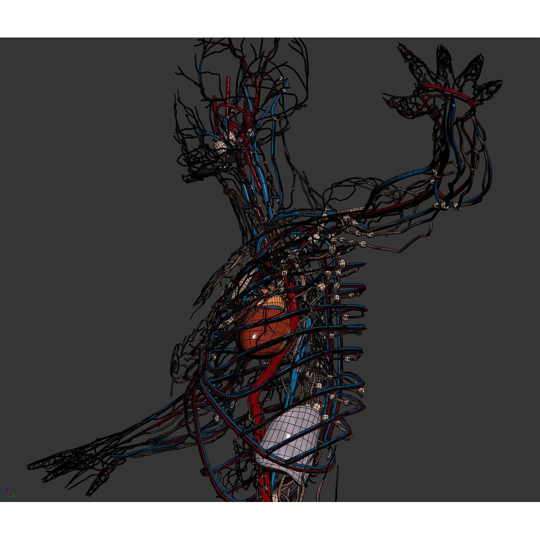 Human Male Circulatory and Lymphatic Anatomy 3D Model – Realistic PBR Textured Asset, FBX - View 17