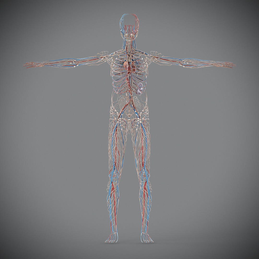 Human Male Circulatory and Lymphatic Anatomy 3D Model – Realistic PBR Textured Asset, FBX - View 18