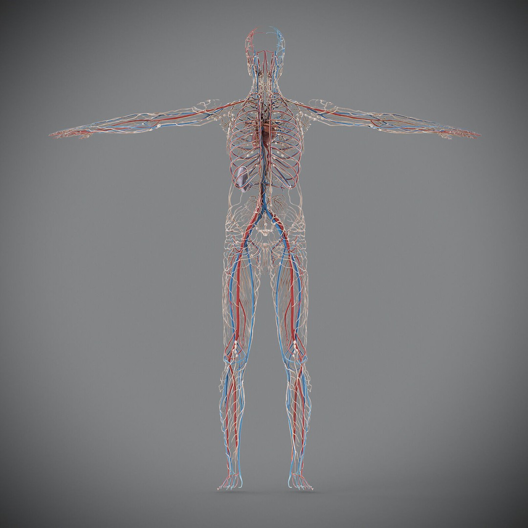 Human Male Circulatory and Lymphatic Anatomy 3D Model – Realistic PBR Textured Asset, FBX - View 19