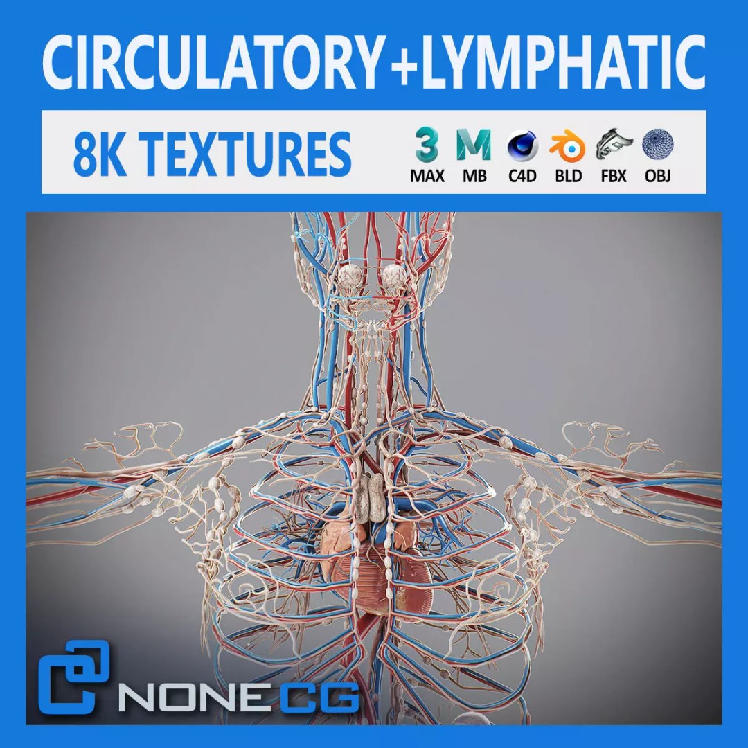 Human Male Circulatory and Lymphatic Anatomy 3D Model – Realistic PBR Textured Asset, FBX - View 2