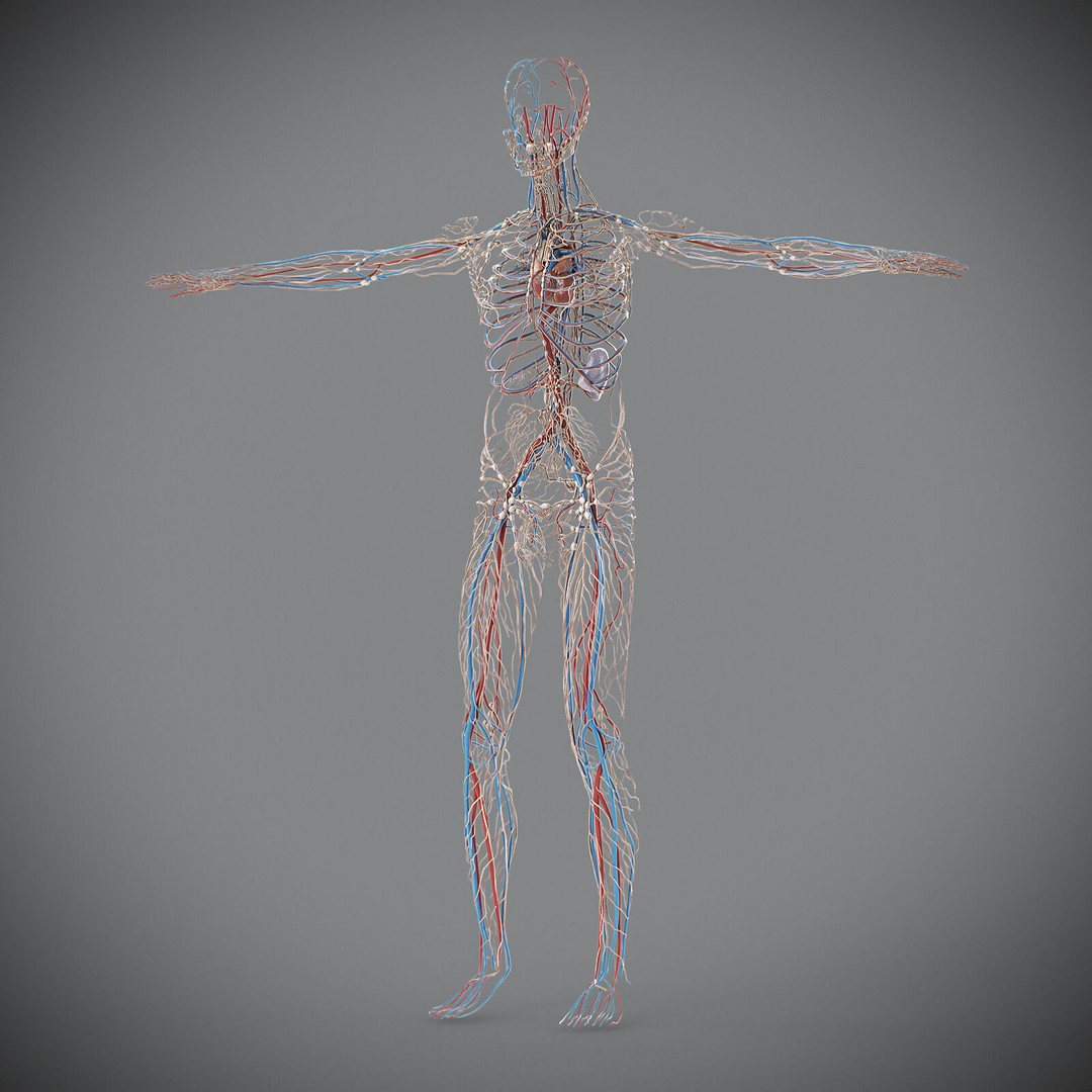 Human Male Circulatory and Lymphatic Anatomy 3D Model – Realistic PBR Textured Asset, FBX - View 20