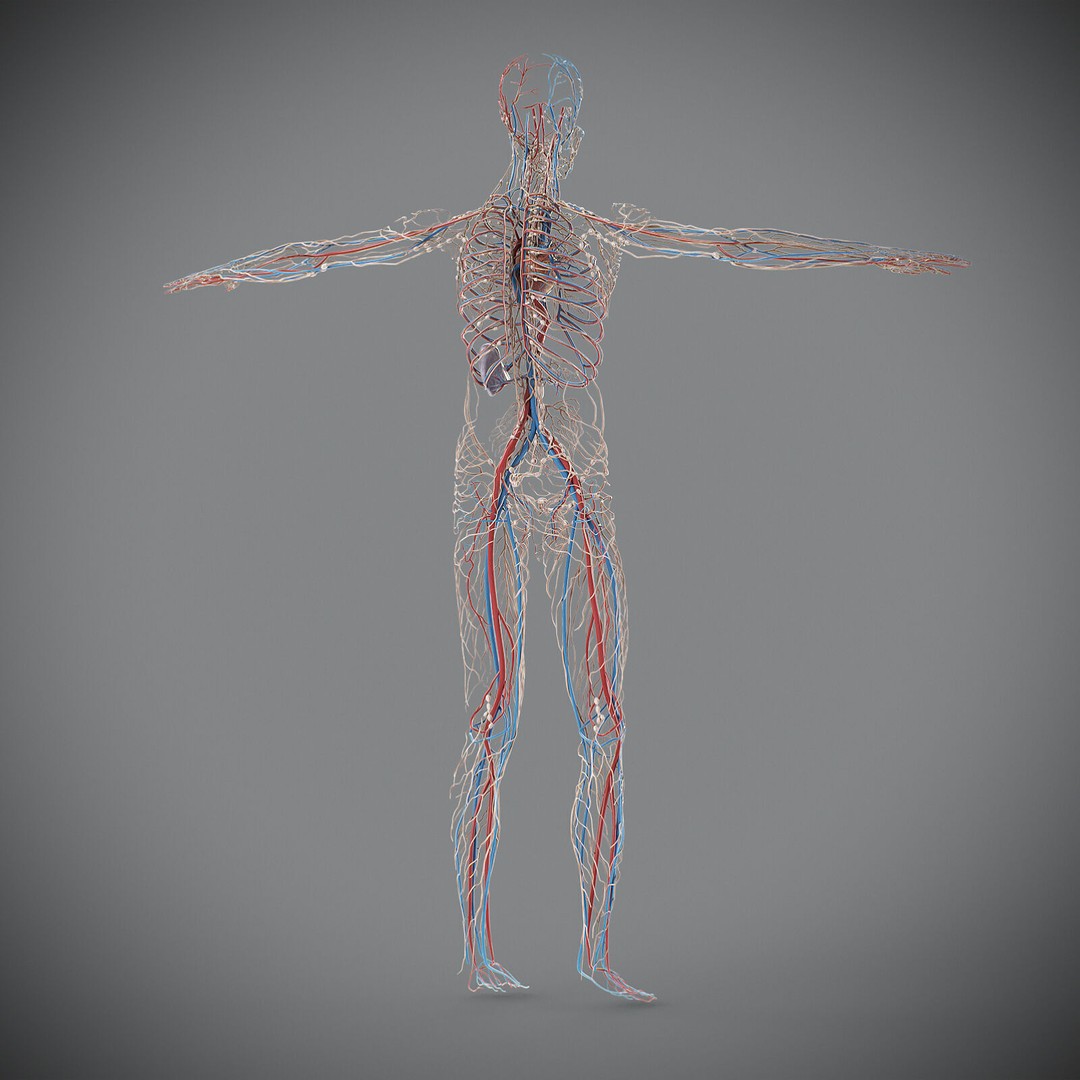 Human Male Circulatory and Lymphatic Anatomy 3D Model – Realistic PBR Textured Asset, FBX - View 21
