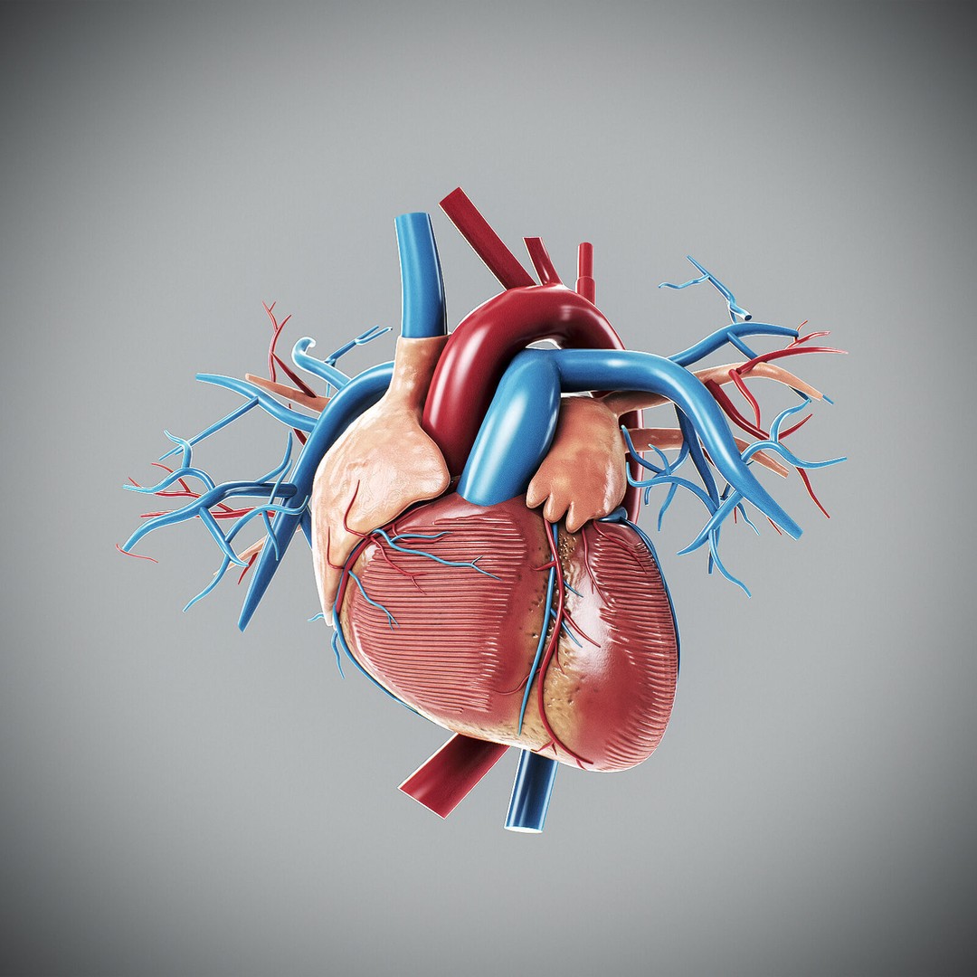 Human Male Circulatory and Lymphatic Anatomy 3D Model – Realistic PBR Textured Asset, FBX - View 22