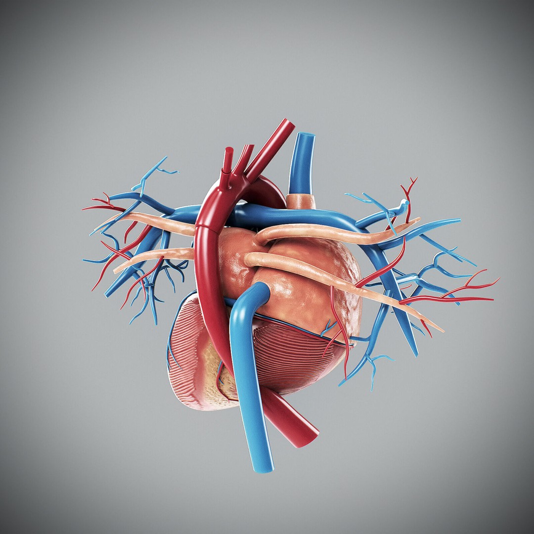 Human Male Circulatory and Lymphatic Anatomy 3D Model – Realistic PBR Textured Asset, FBX - View 23