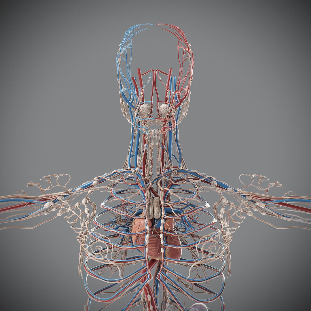 Human Male Circulatory and Lymphatic Anatomy 3D Model – Realistic PBR Textured Asset, FBX - View 3
