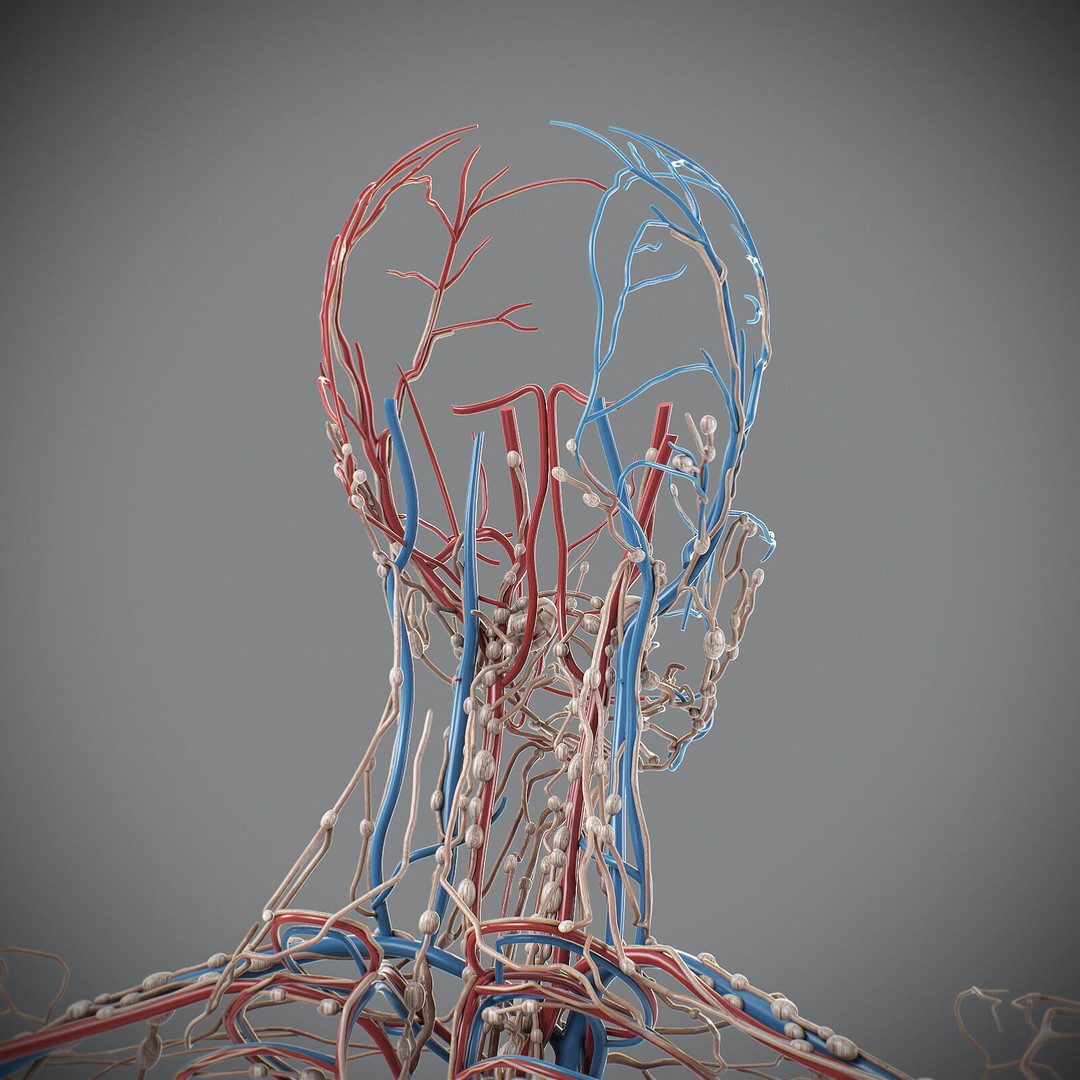 Human Male Circulatory and Lymphatic Anatomy 3D Model – Realistic PBR Textured Asset, FBX - View 4