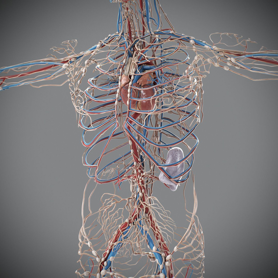 Human Male Circulatory and Lymphatic Anatomy 3D Model – Realistic PBR Textured Asset, FBX - View 5