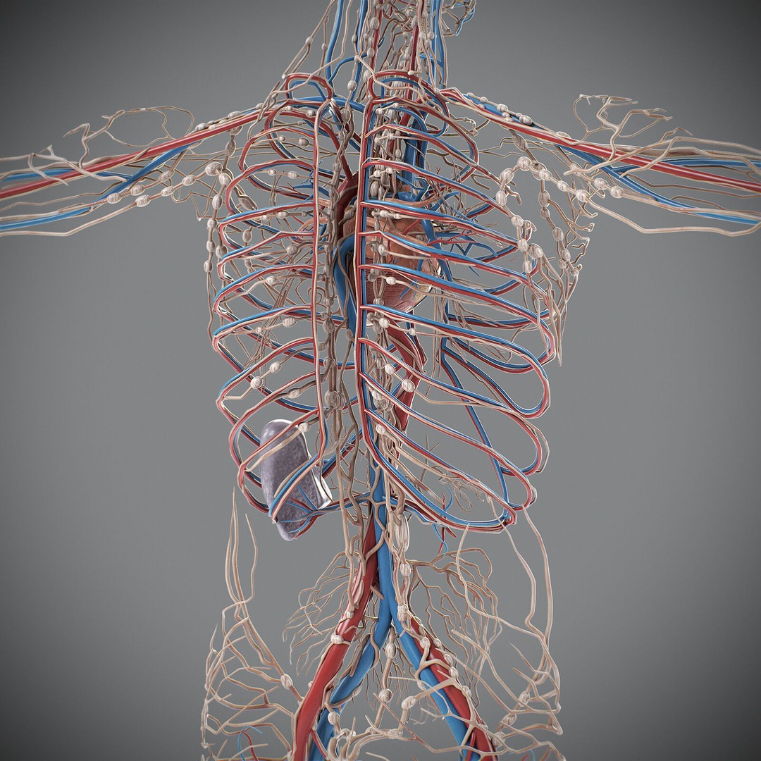 Human Male Circulatory and Lymphatic Anatomy 3D Model – Realistic PBR Textured Asset, FBX - View 6