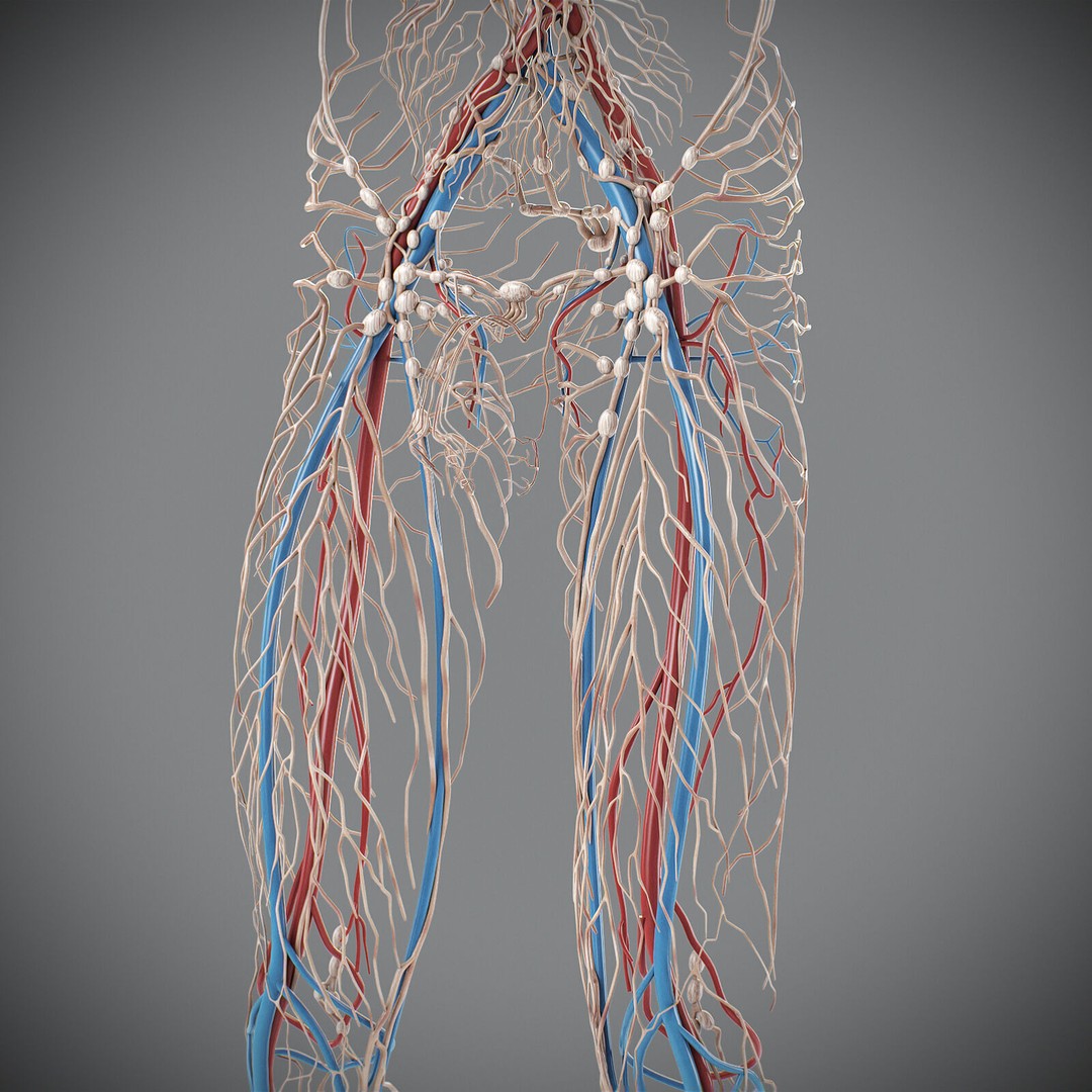 Human Male Circulatory and Lymphatic Anatomy 3D Model – Realistic PBR Textured Asset, FBX - View 7