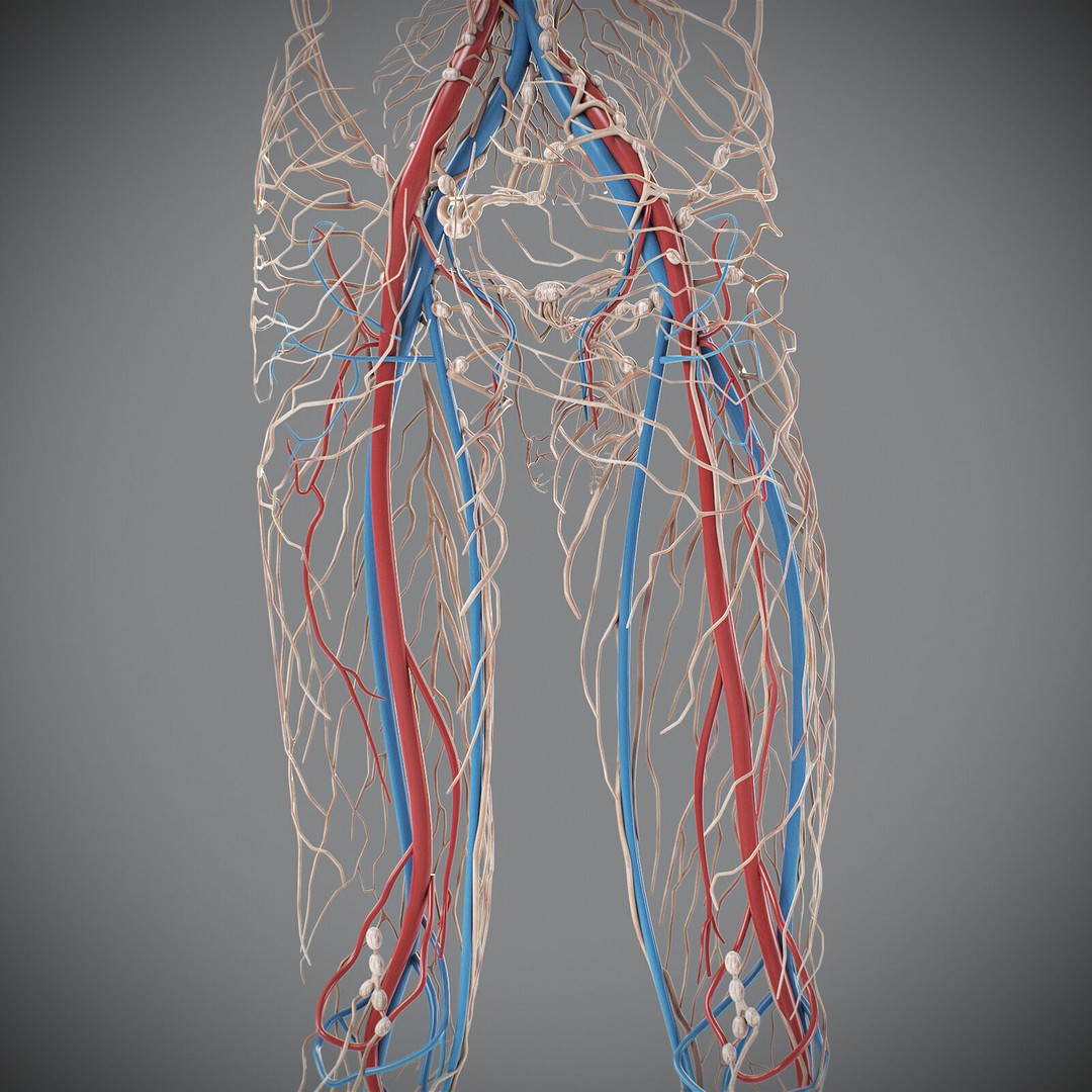 Human Male Circulatory and Lymphatic Anatomy 3D Model – Realistic PBR Textured Asset, FBX - View 9