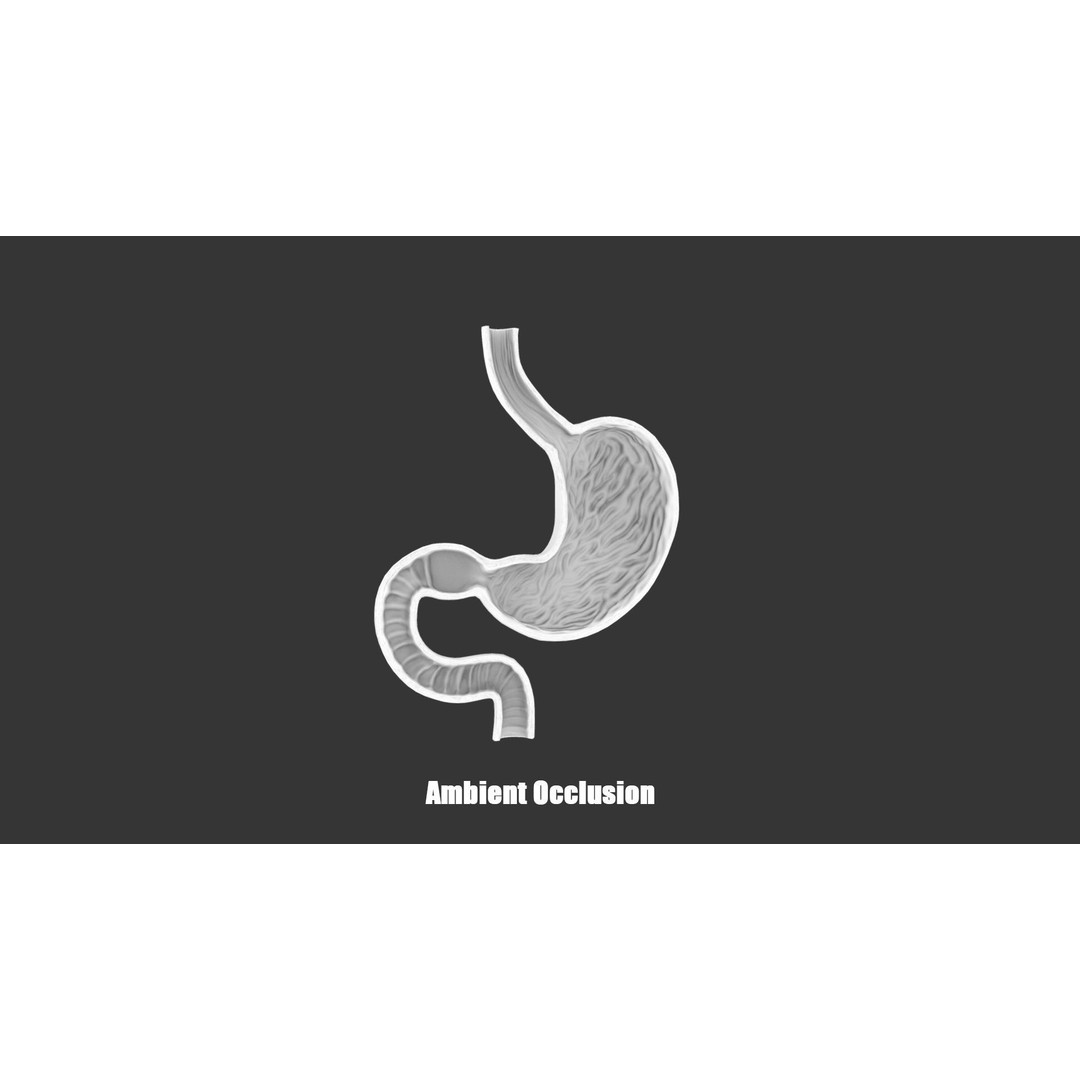 Stomach Cross Section 3D Model – Low Poly Anatomy Asset, FBX, OBJ
