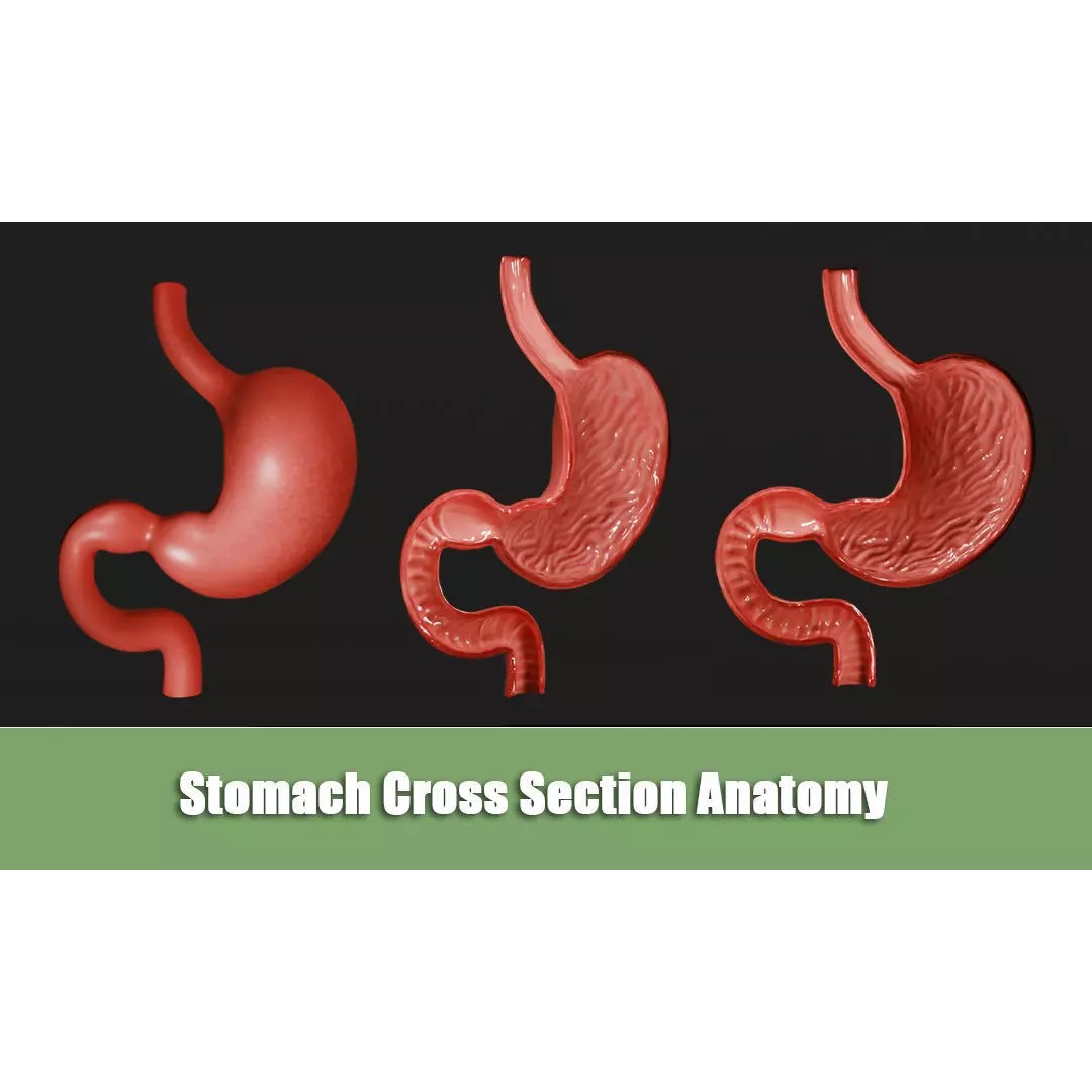 Stomach Cross Section 3D Model – Low Poly Anatomy Asset, FBX, OBJ - View 2