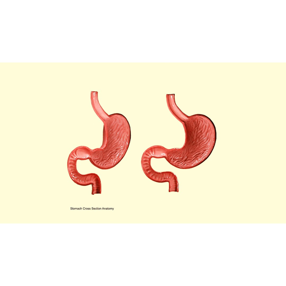 Stomach Cross Section 3D Model – Low Poly Anatomy Asset, FBX, OBJ - View 3