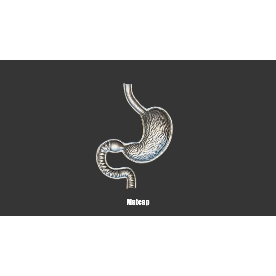 Stomach Cross Section 3D Model – Low Poly Anatomy Asset, FBX, OBJ - View 4
