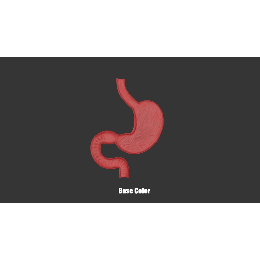 Stomach Cross Section 3D Model – Low Poly Anatomy Asset, FBX, OBJ - View 5