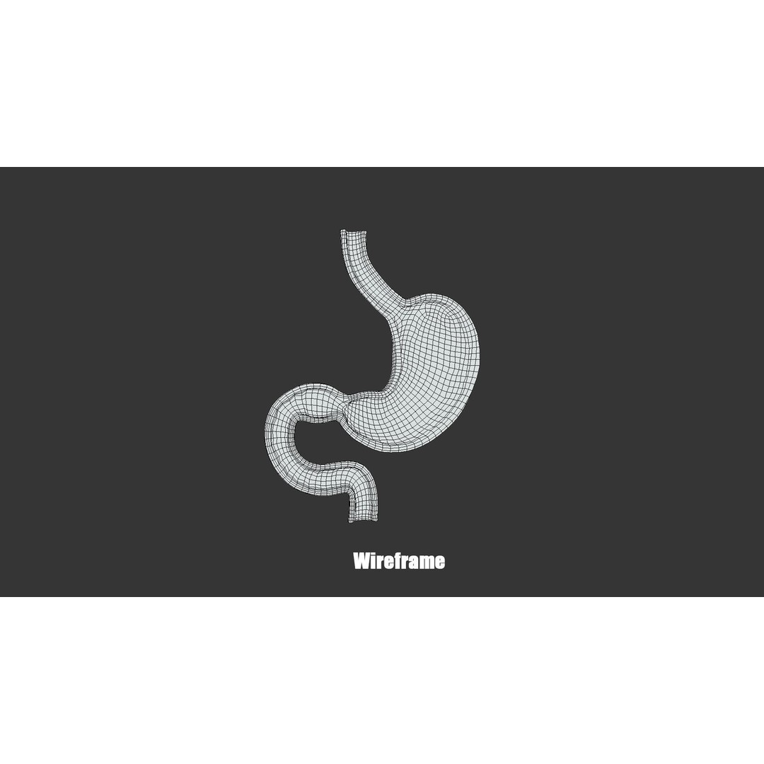 Stomach Cross Section 3D Model – Low Poly Anatomy Asset, FBX, OBJ - View 6