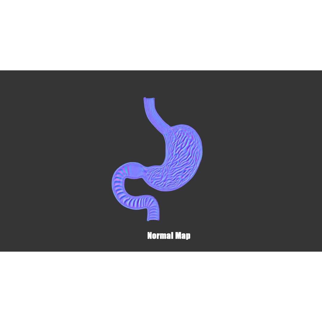Stomach Cross Section 3D Model – Low Poly Anatomy Asset, FBX, OBJ - View 7